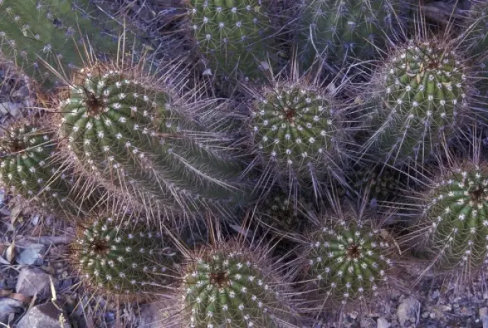 Framed Print : North America, USA, Arizona, Sonora Desert Museum. Cactus detail