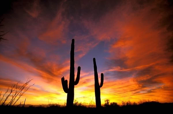 North America, USA, Arizona, Sonoran Desert. Saguaro cactus at sunset (Carnegia gigantea)