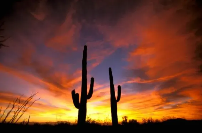 Framed Print : North America, USA, Arizona, Sonoran Desert. Saguaro cactus at sunset (Carnegia gigantea) Framed Print : North America, USA, Arizona, Sonoran Desert. Saguaro cactus at sunset (Carnegia gigantea)