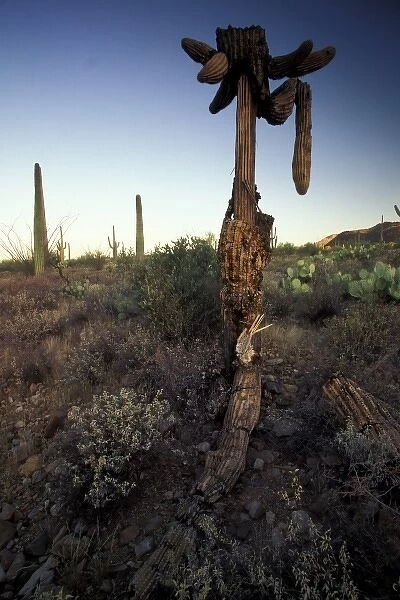 North America, USA, Arizona, Sonoran Desert National Park. Dead saguaro cactus (Carnegia