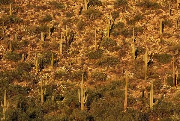 North America, USA, Arizona, Sonoran Desert National Park. Saguaro Cactus (Carnegia