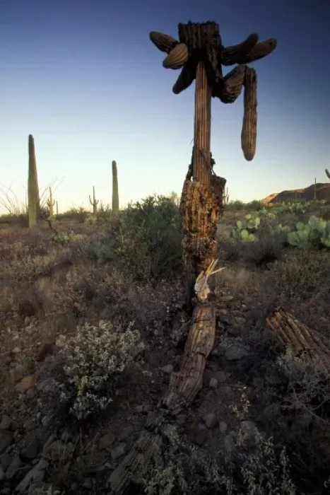Framed Print : North America, USA, Arizona, Sonoran Desert National Park. Dead saguaro cactus (Carnegia Framed Print : North America, USA, Arizona, Sonoran Desert National Park. Dead saguaro cactus (Carnegia