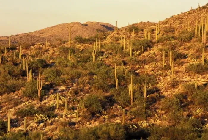 Framed Print : North America, USA, Arizona, Sonoran Desert National Park. Saguaro Cactus (Carnegia