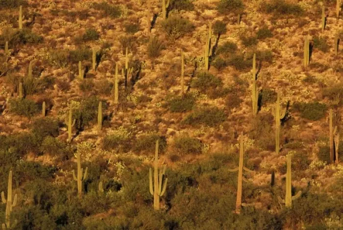Framed Print : North America, USA, Arizona, Sonoran Desert National Park. Saguaro Cactus (Carnegia