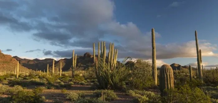 Framed Print : North America, USA, Arizona. Sunset over desert habitat, Organ Pipe Cactus National Monument