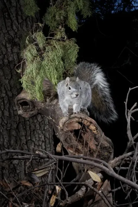 Framed Print : North America, USA, Arizona, SW, Arizona, Arizona Gray Squirrel, Sciurus arizonensis