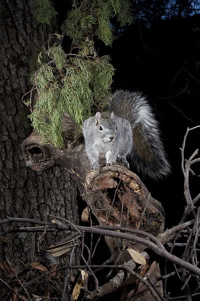 North America, USA, Arizona, SW, Arizona, Arizona Gray Squirrel, Sciurus arizonensis