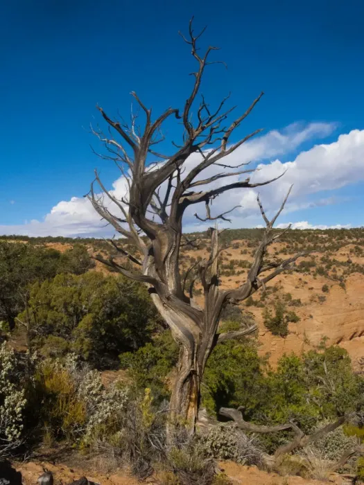 Framed Print : North America, USA, Arizona Tsegi, Navajo National Monument Gnarled Tree On Sandal Trail