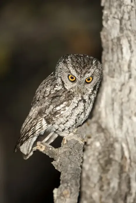 Framed Print : North America, USA, Arizona, Whiskered Screech-Owl, Megascops trichopsis, bird of prey