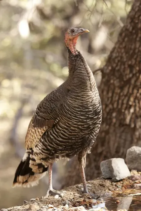 Framed Print : North America, USA, Arizona, Wild Turkey, Meleagris gallopavo, SW Subspecies Framed Print : North America, USA, Arizona, Wild Turkey, Meleagris gallopavo, SW Subspecies