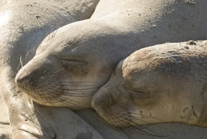 Framed Print : North America, USA, CA, Piedras Blancas. Juvenile elephant seals (Mirounga angustirostris) Framed Print : North America, USA, CA, Piedras Blancas. Juvenile elephant seals (Mirounga angustirostris)