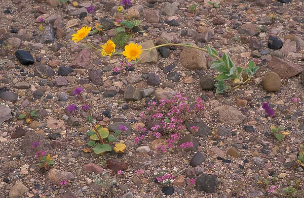 North America, USA, Califorinia, Death Valley National Park, desert gold wildflowers