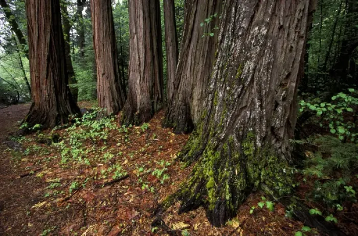 Framed Print : North America, USA, California, Yosemite National Park. Giant Sequoias in Mariposa Grove