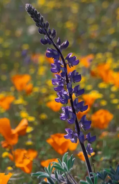 Framed Print : North America, USA, California, Antelope Valley, Lupine and California Poppies