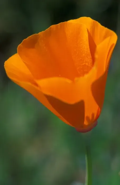 Framed Print : North America, USA, California, Antelope Valley, California Poppy