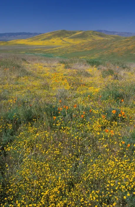 Framed Print : North America, USA, California, Antelope Valley, California Poppies and Goldfields Framed Print : North America, USA, California, Antelope Valley, California Poppies and Goldfields