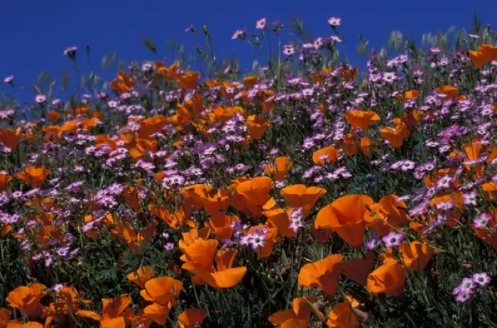 Framed Print : North America, USA, California, Antelope Valley, California Poppies and Davy Gilia