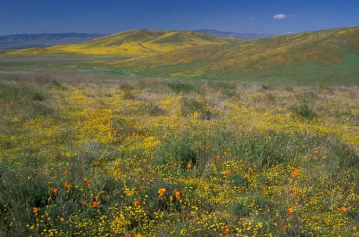 Framed Print : North America, USA, California, Antelope Valley, California Poppies and Goldfields