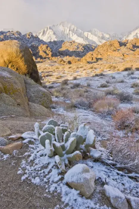 Framed Print : North America, USA, California, Lone Pine. Cactus dusted with snow in the Alabama Hills