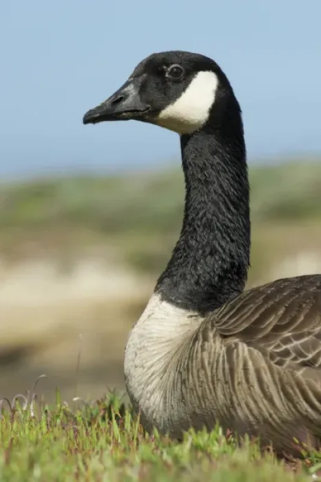Framed Print : North America, USA, California, Point Lobos. Canada Goose