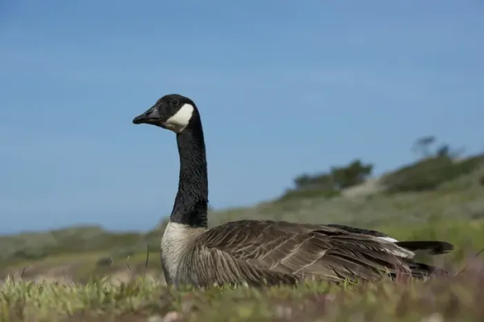Framed Print : North America, USA, California, Point Lobos. Canada Goose