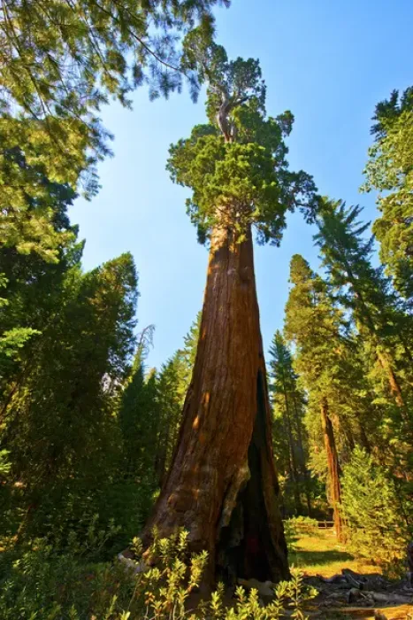 Framed Print : North America, USA, California, Sequoia Kings Canyon National Parks Grant Grove, General Grant Tree Framed Print : North America, USA, California, Sequoia Kings Canyon National Parks Grant Grove, General Grant Tree