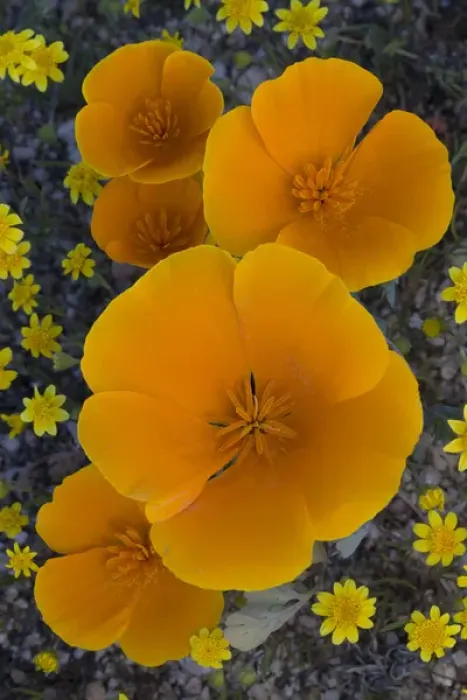 Framed Print : North America, USA, California. California Poppies (Eschscholzia californica) and Goldfields Framed Print : North America, USA, California. California Poppies (Eschscholzia californica) and Goldfields
