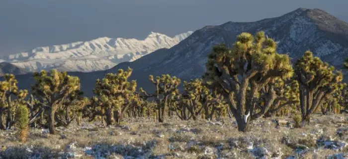 Framed Print : North America, USA, California, Death Valley National Park. Joshua Trees in the Snow Framed Print : North America, USA, California, Death Valley National Park. Joshua Trees in the Snow