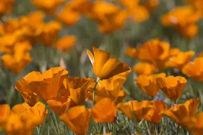 Framed Print : North America, USA, California. California Poppies (Eschscholzia californica), blooming Framed Print : North America, USA, California. California Poppies (Eschscholzia californica), blooming