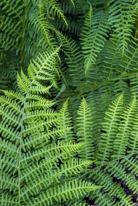 Framed Print : North America, USA, California. Bracken Fern (Pteridium aquilinum, Redwood State Framed Print : North America, USA, California. Bracken Fern (Pteridium aquilinum, Redwood State