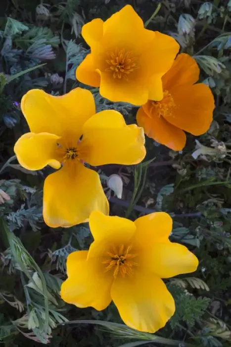 Framed Print : North America, USA, California. California Poppies (Eschscholzia californica) blooming Framed Print : North America, USA, California. California Poppies (Eschscholzia californica) blooming