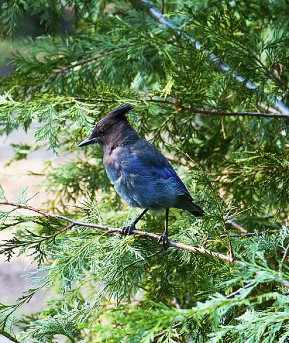 Framed Print : North America, USA, California, Yosemite National Park, Stellars Jay perched Framed Print : North America, USA, California, Yosemite National Park, Stellars Jay perched