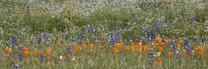 Framed Print : North America, USA, California. California Poppy (Eschscholzia californica) and lupine Framed Print : North America, USA, California. California Poppy (Eschscholzia californica) and lupine