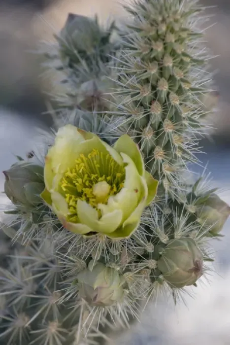 Framed Print : North America, USA, California. Detail of Silver Cholla (Cylindropuntia echinocarpa)