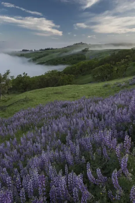 Framed Print : North America, USA, California. View from Bald Hills Road: oak trees, lupine, green hills and fog Framed Print : North America, USA, California. View from Bald Hills Road: oak trees, lupine, green hills and fog