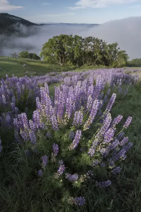 Framed Print : North America, USA, California. View from Bald Hills Road: oak trees, lupine, green hills and fog Framed Print : North America, USA, California. View from Bald Hills Road: oak trees, lupine, green hills and fog