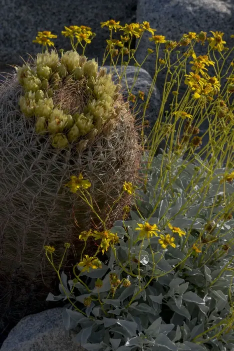 Framed Print : North America, USA, California. Brittlebush (Encalia farinosa), and California Barrel Cactus Framed Print : North America, USA, California. Brittlebush (Encalia farinosa), and California Barrel Cactus