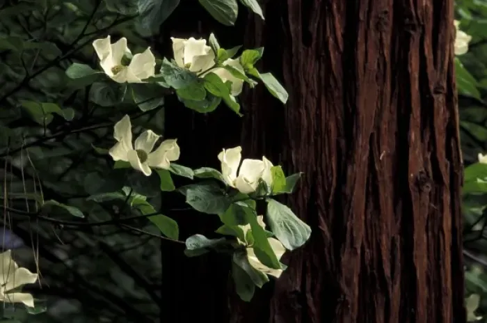 Framed Print : North America, USA, California, Yosemite National Park. Dogwood flowers Framed Print : North America, USA, California, Yosemite National Park. Dogwood flowers