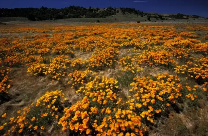 Framed Print : North America, USA, California, Antilope Valley. Poppy fields Framed Print : North America, USA, California, Antilope Valley. Poppy fields