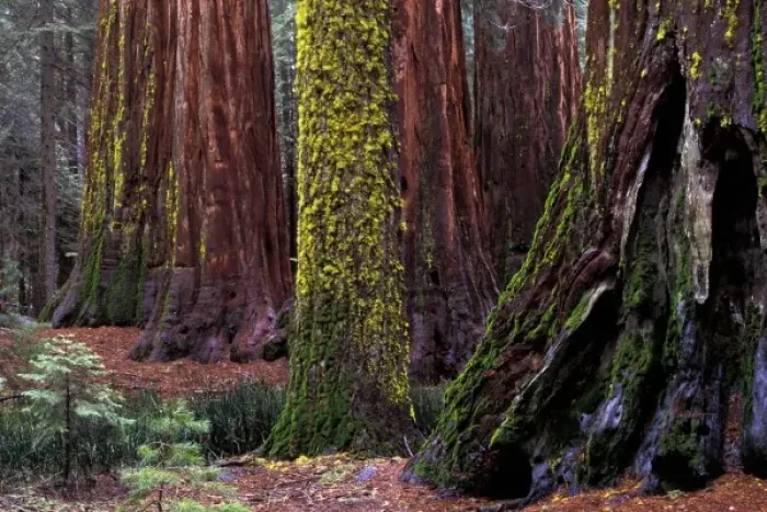 Framed Print : North America, USA, California, Yosemite National Park. Giant Sequoias in Mariposa Grove Framed Print : North America, USA, California, Yosemite National Park. Giant Sequoias in Mariposa Grove
