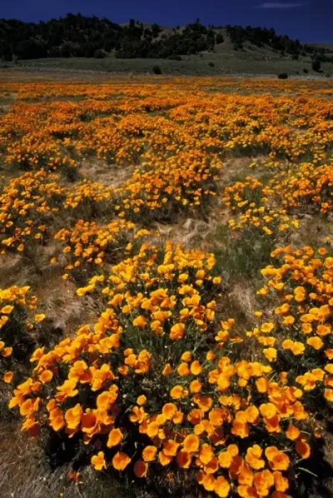 Framed Print : North America, USA, California, Antilope Valley. Poppy fields Framed Print : North America, USA, California, Antilope Valley. Poppy fields