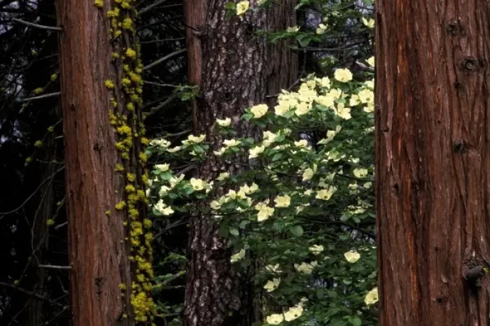 Framed Print : North America, USA, California, Yosemite National Park. Dogwood flowers