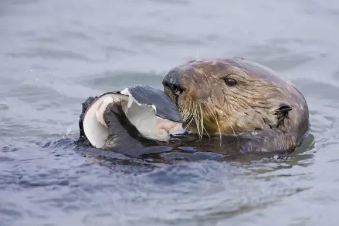 Framed Print : North America, USA, California, Elkhorn Slough. Sea Otter eating clam