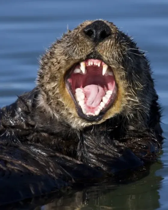 Framed Print : North America, USA, California, Elkhorn Slough. Sea Otter yawning Framed Print : North America, USA, California, Elkhorn Slough. Sea Otter yawning