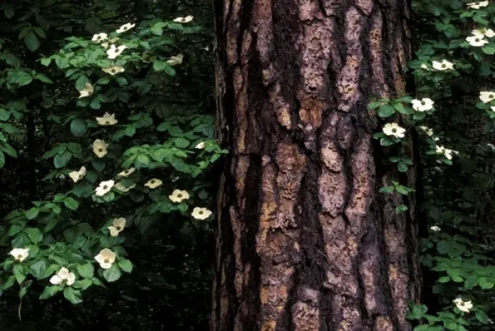 Framed Print : North America, USA, California, Yosemite National Park. Dogwood flowers Framed Print : North America, USA, California, Yosemite National Park. Dogwood flowers