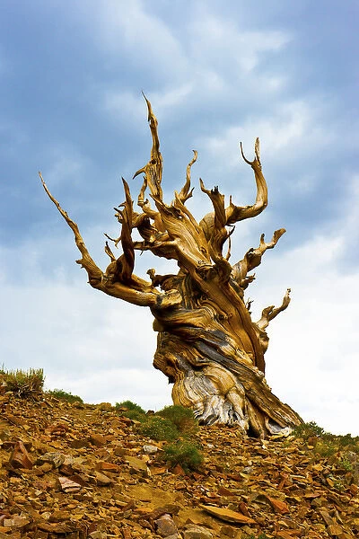 North America, USA, California, Ancient Bristlecone Pine, Discover Trail in Owens Valley