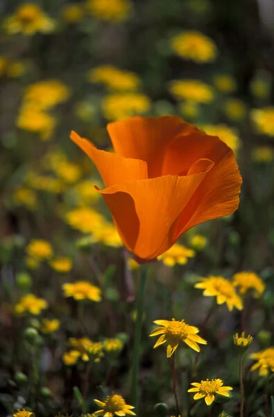 North America, USA, California, Antelope Valley, California Poppies and Goldfields