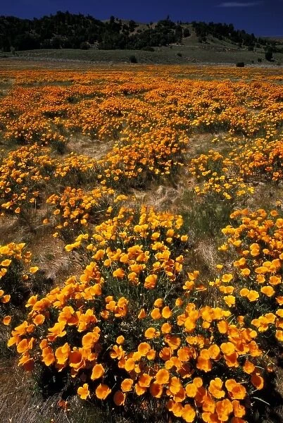 North America, USA, California, Antilope Valley. Poppy fields