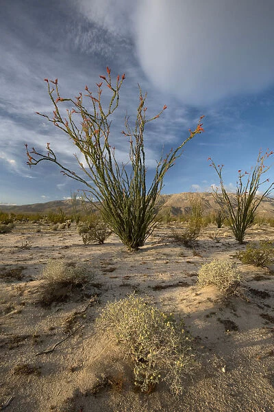 North America, USA, California. Blooming Ocotillo (Fouquieria splendens) in desert