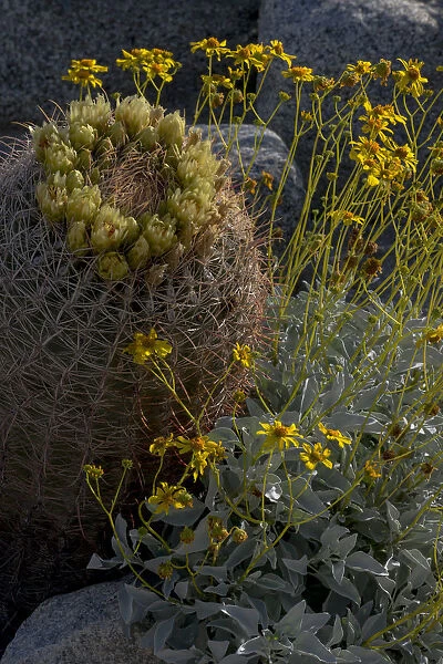 North America, USA, California. Brittlebush (Encalia farinosa), and California Barrel Cactus